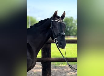 Hannover, Castrone, 4 Anni, 166 cm, Morello