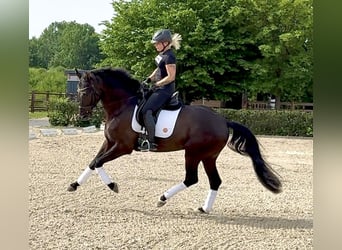 Hannover, Castrone, 4 Anni, 166 cm, Morello