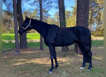Hannover, Castrone, 4 Anni, 166 cm, Morello