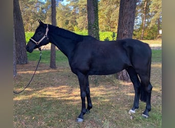 Hannover, Castrone, 4 Anni, 166 cm, Morello