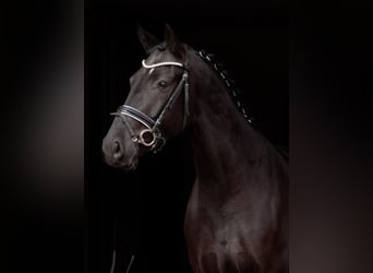 Hannover, Castrone, 4 Anni, 166 cm, Morello