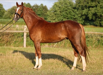 Hannover, Castrone, 4 Anni, 166 cm, Sauro