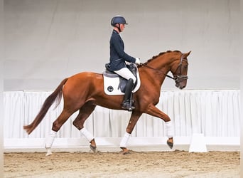 Hannover, Castrone, 4 Anni, 166 cm, Sauro