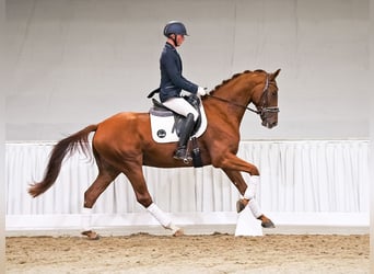 Hannover, Castrone, 4 Anni, 166 cm, Sauro