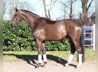 Hannover, Castrone, 4 Anni, 166 cm, Sauro scuro