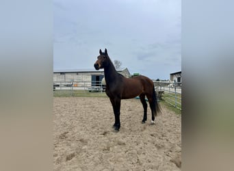 Hannover, Castrone, 4 Anni, 167 cm, Baio