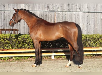 Hannover, Castrone, 4 Anni, 167 cm, Baio