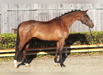 Hannover, Castrone, 4 Anni, 167 cm, Baio