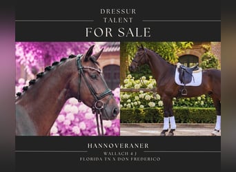 Hannover, Castrone, 4 Anni, 167 cm, Baio