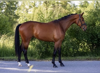 Hannover, Castrone, 4 Anni, 167 cm, Baio