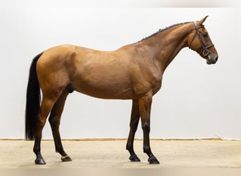 Hannover, Castrone, 4 Anni, 167 cm, Baio