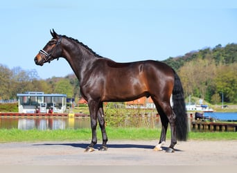 Hannover, Castrone, 4 Anni, 167 cm, Baio nero