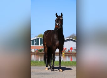 Hannover, Castrone, 4 Anni, 167 cm, Baio nero