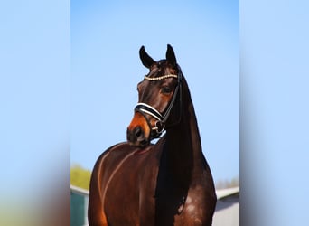 Hannover, Castrone, 4 Anni, 167 cm, Baio nero