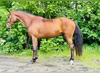 Hannover, Castrone, 4 Anni, 167 cm, Baio scuro