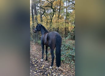 Hannover, Castrone, 4 Anni, 167 cm, Baio scuro