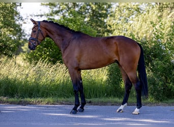 Hannover, Castrone, 4 Anni, 167 cm, Baio scuro