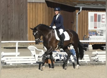 Hannover, Castrone, 4 Anni, 167 cm, Morello