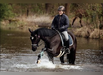 Hannover, Castrone, 4 Anni, 167 cm, Morello