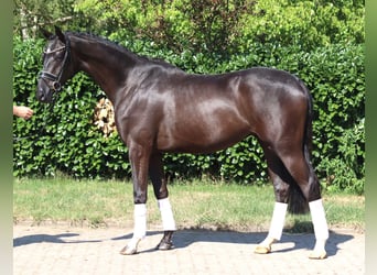 Hannover, Castrone, 4 Anni, 167 cm, Morello