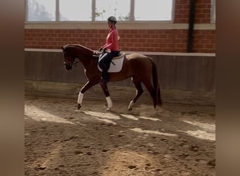 Hannover, Castrone, 4 Anni, 167 cm, Sauro