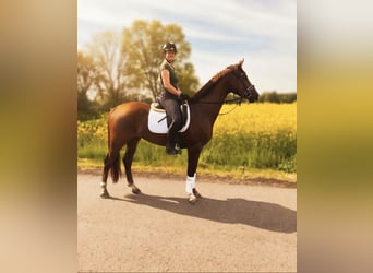 Hannover, Castrone, 4 Anni, 167 cm, Sauro
