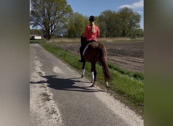 Hannover, Castrone, 4 Anni, 167 cm, Sauro