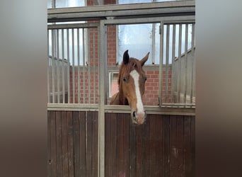 Hannover, Castrone, 4 Anni, 167 cm, Sauro