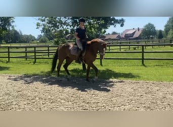 Hannover, Castrone, 4 Anni, 167 cm, Sauro