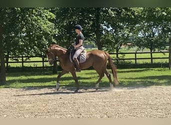 Hannover, Castrone, 4 Anni, 167 cm, Sauro