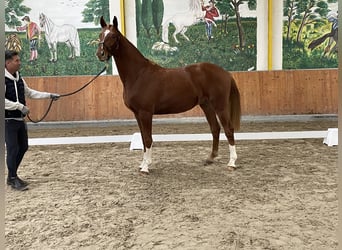 Hannover, Castrone, 4 Anni, 167 cm, Sauro