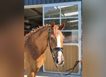 Hannover, Castrone, 4 Anni, 167 cm, Sauro