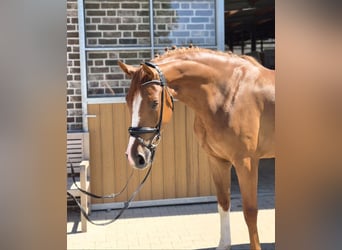 Hannover, Castrone, 4 Anni, 167 cm, Sauro
