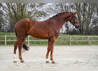 Hannover, Castrone, 4 Anni, 167 cm, Sauro