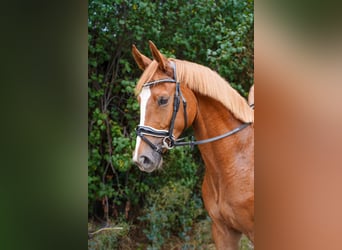 Hannover, Castrone, 4 Anni, 167 cm, Sauro