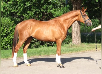 Hannover, Castrone, 4 Anni, 167 cm, Sauro
