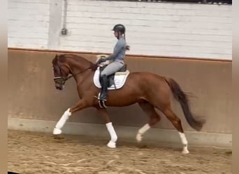 Hannover, Castrone, 4 Anni, 167 cm, Sauro