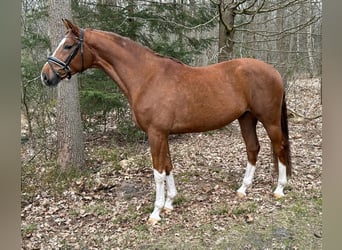 Hannover, Castrone, 4 Anni, 167 cm, Sauro