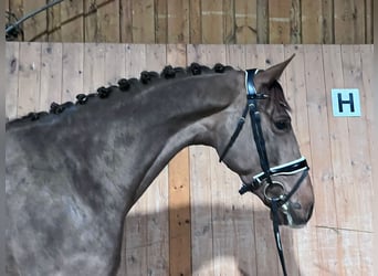 Hannover, Castrone, 4 Anni, 167 cm, Sauro scuro