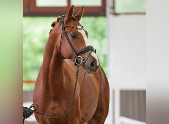Hannover, Castrone, 4 Anni, 167 cm, Sauro scuro