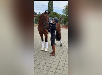 Hannover, Castrone, 4 Anni, 168 cm, Baio