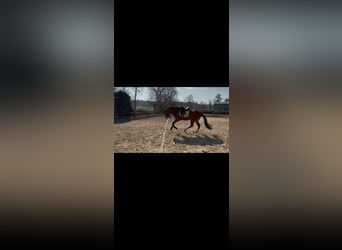 Hannover, Castrone, 4 Anni, 168 cm, Baio