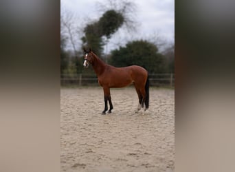 Hannover, Castrone, 4 Anni, 168 cm, Baio