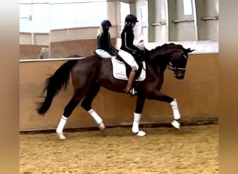 Hannover, Castrone, 4 Anni, 168 cm, Baio
