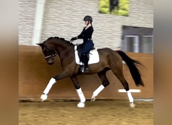 Hannover, Castrone, 4 Anni, 168 cm, Baio