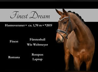 Hannover, Castrone, 4 Anni, 168 cm, Baio