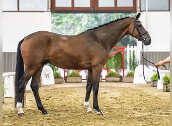 Hannover, Castrone, 4 Anni, 168 cm, Baio