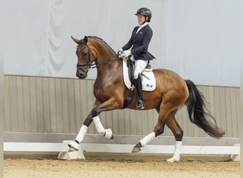 Hannover, Castrone, 4 Anni, 168 cm, Baio