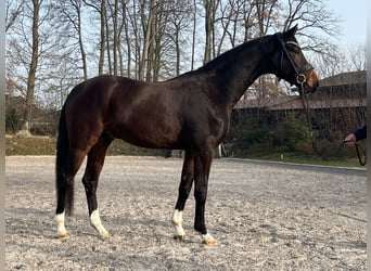 Hannover, Castrone, 4 Anni, 168 cm, Baio