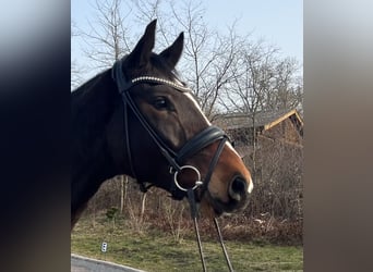 Hannover, Castrone, 4 Anni, 168 cm, Baio